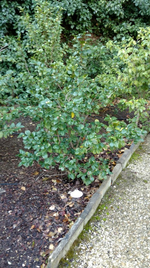 Camellia japonica plantplacesimage20160124_111052.jpg