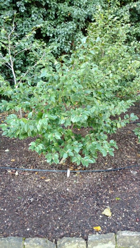 Camellia japonica plantplacesimage20160124_111158.jpg