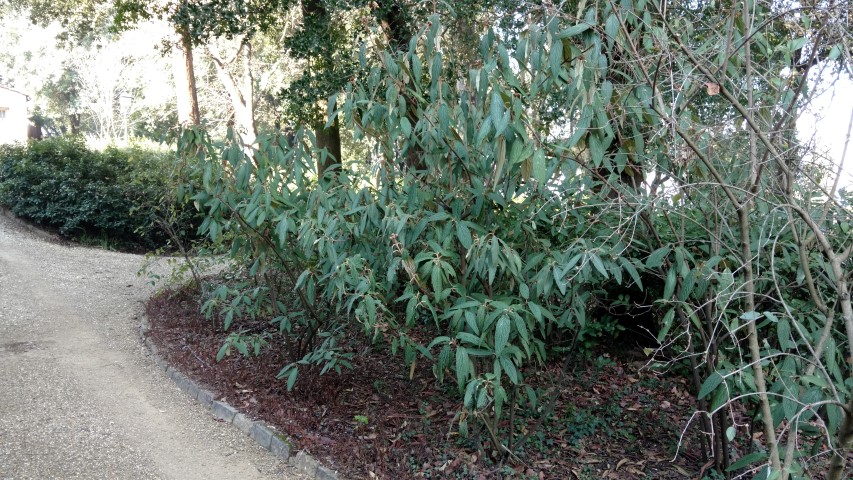 Viburnum x burkwoodii plantplacesimage20160124_111446.jpg