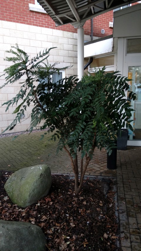 Mahonia aquifolium plantplacesimage20160125_083623.jpg