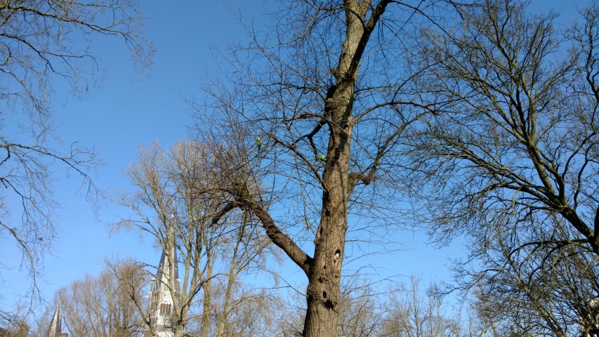 Tilia vulgaris plantplacesimage20160227_111546.jpg