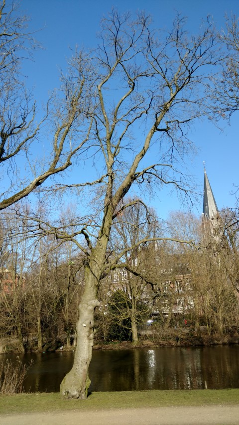 Fagus sylvatica plantplacesimage20160227_111801.jpg