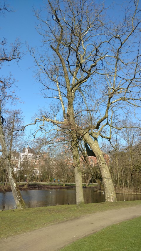 Quercus robur plantplacesimage20160227_111936.jpg