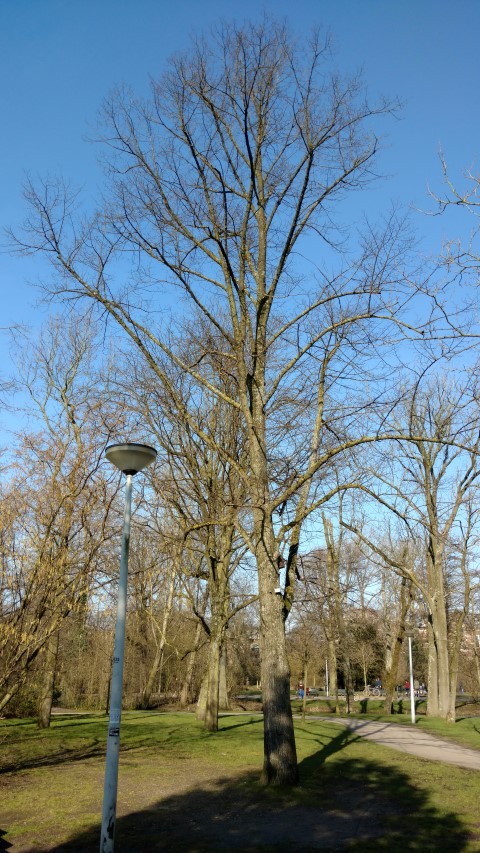 Tilia europaea plantplacesimage20160227_112353.jpg