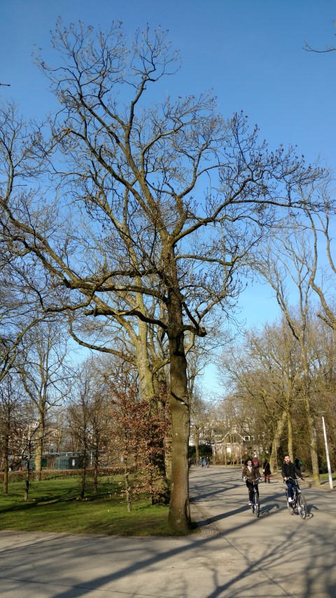 Fraxinus excelsior plantplacesimage20160227_113019.jpg