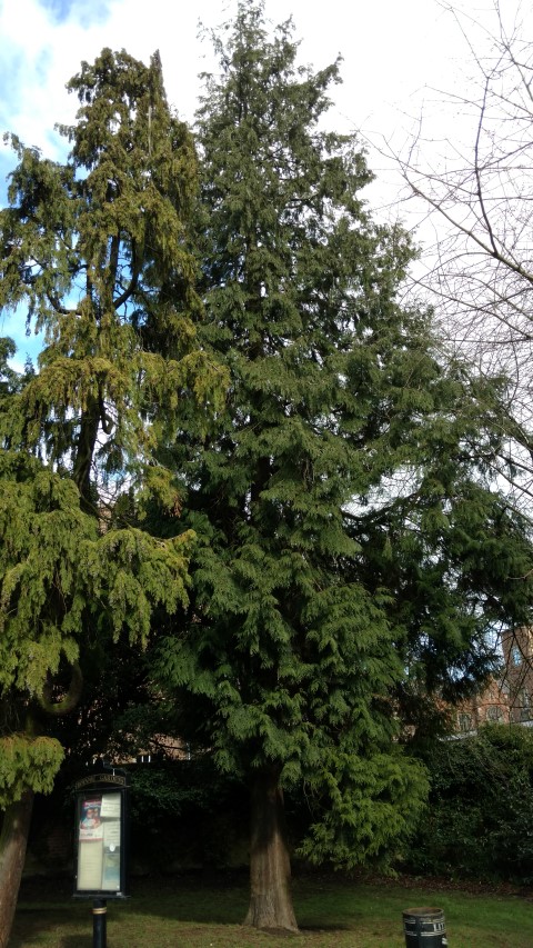 Thuja plicata plantplacesimage20160305_123120.jpg