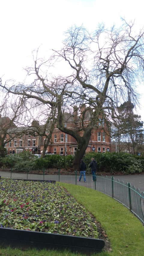 Tilia petiolaris plantplacesimage20160305_123329.jpg