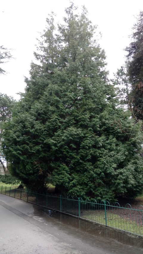 Thuja plicata plantplacesimage20160305_123537.jpg