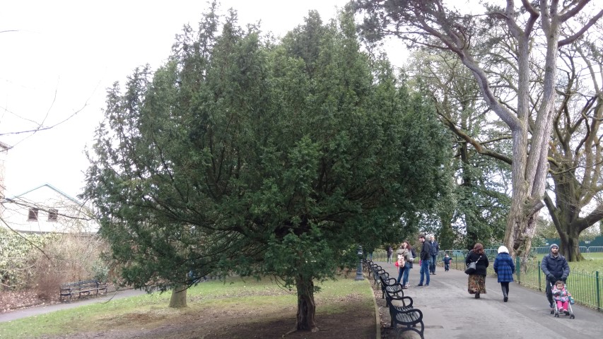 Taxus baccata plantplacesimage20160305_123704.jpg