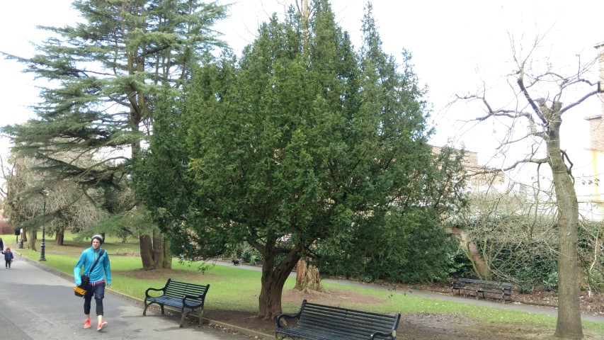 Taxus baccata plantplacesimage20160305_123726.jpg