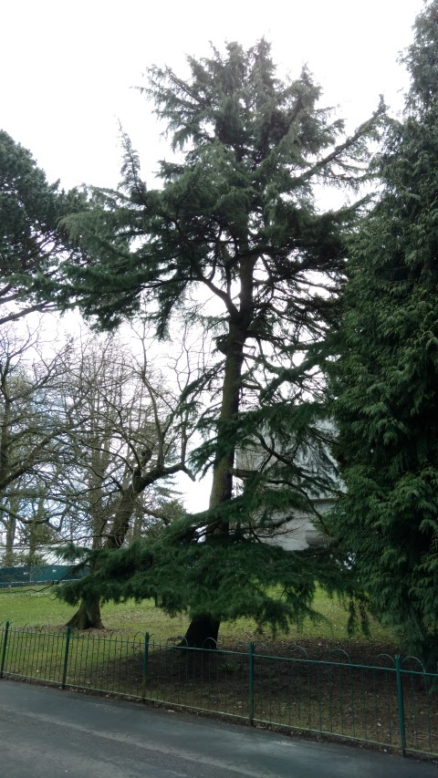 Cedrus atlantica plantplacesimage20160305_123836.jpg