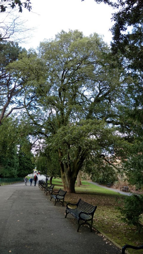 Quercus x plantplacesimage20160305_124011.jpg