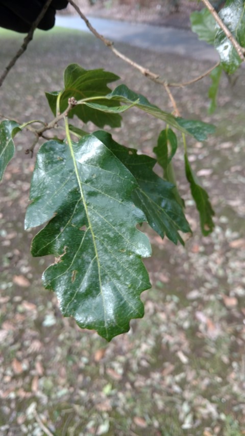 Quercus x plantplacesimage20160305_124035.jpg