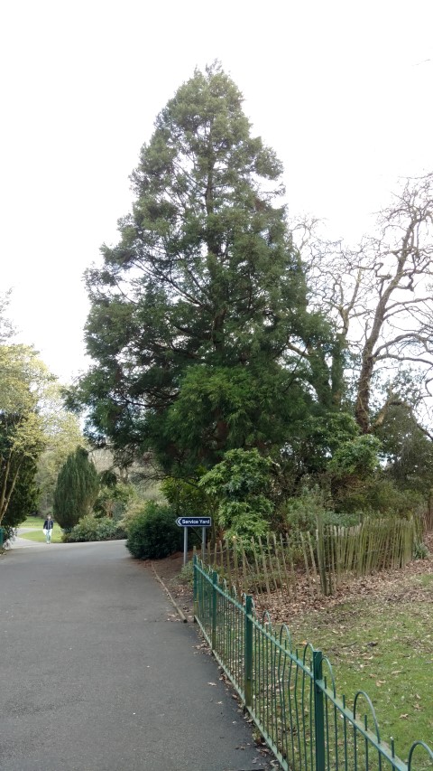 Cryptomeria japonica plantplacesimage20160305_124221.jpg