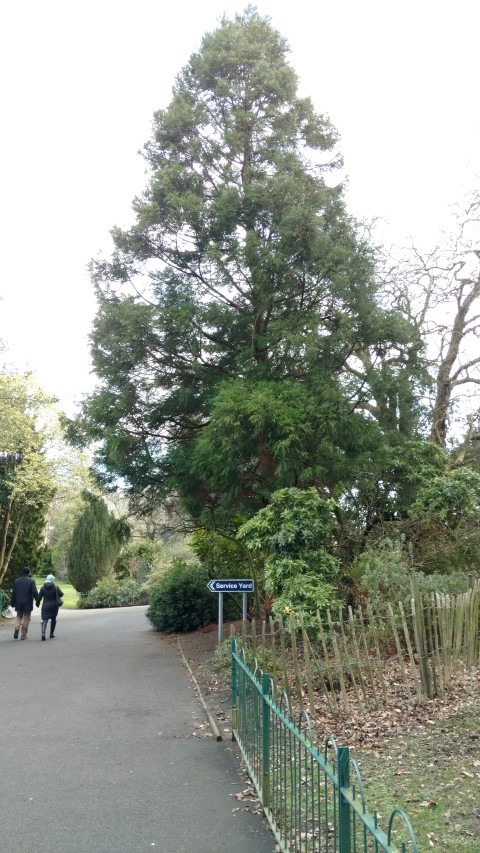 Cryptomeria japonica plantplacesimage20160305_124241.jpg