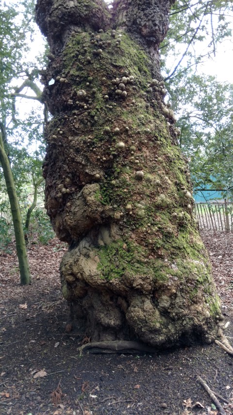 Platanus orientalis plantplacesimage20160305_124340.jpg