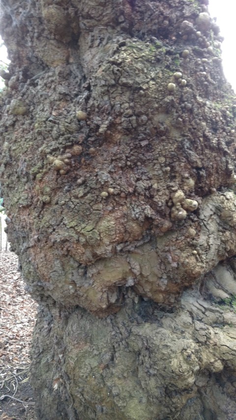 Platanus orientalis plantplacesimage20160305_124354.jpg