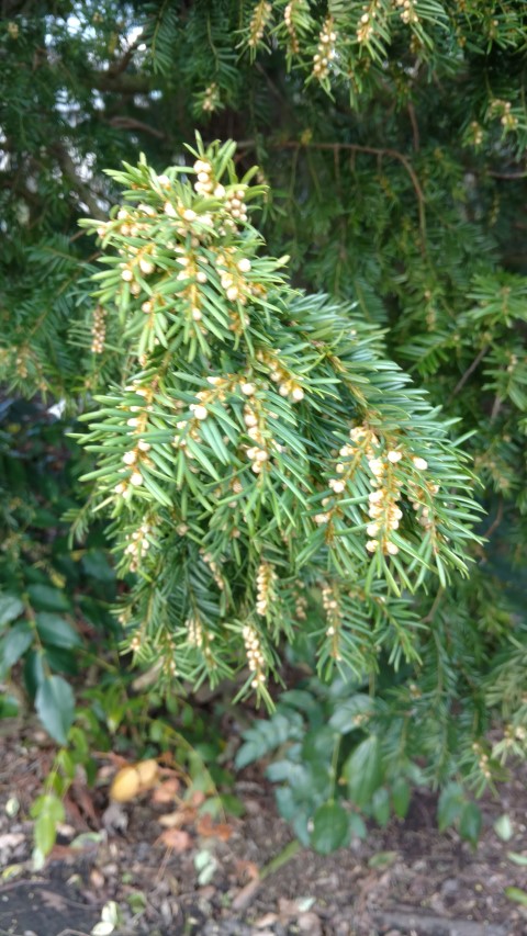 Taxus baccata plantplacesimage20160305_124455.jpg