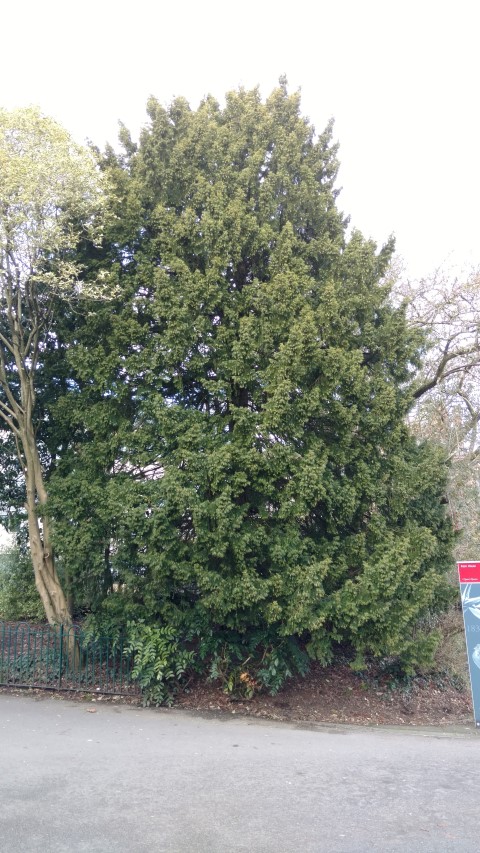 Taxus baccata plantplacesimage20160305_124514.jpg