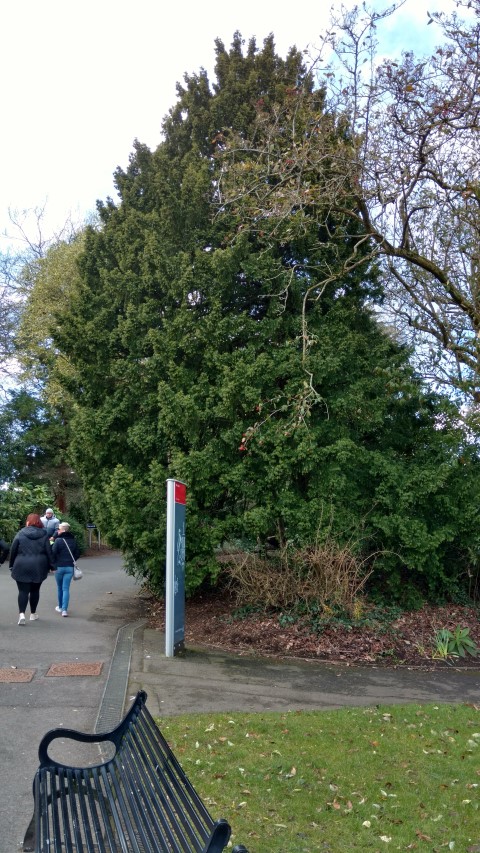 Taxus baccata plantplacesimage20160305_124541.jpg