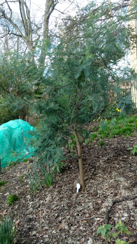 Acacia baileyana plantplacesimage20160305_125616.jpg