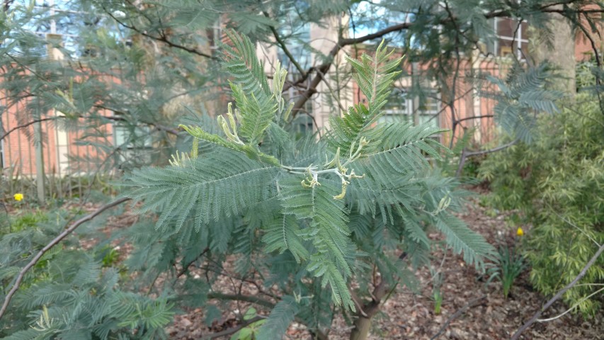 Acacia baileyana plantplacesimage20160305_125629.jpg