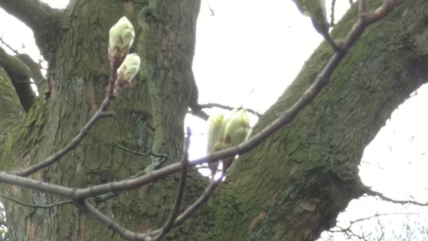 Acer opalus plantplacesimage20160305_130017.jpg