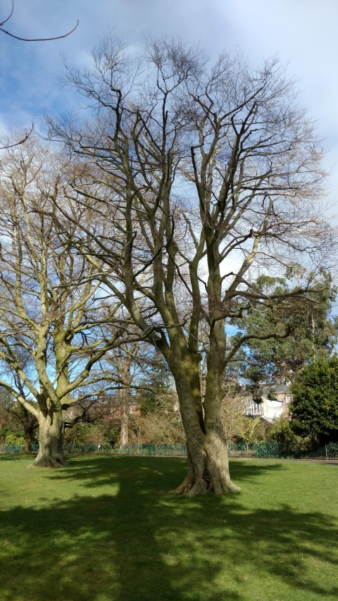 Fagus sylvatica plantplacesimage20160305_130908.jpg