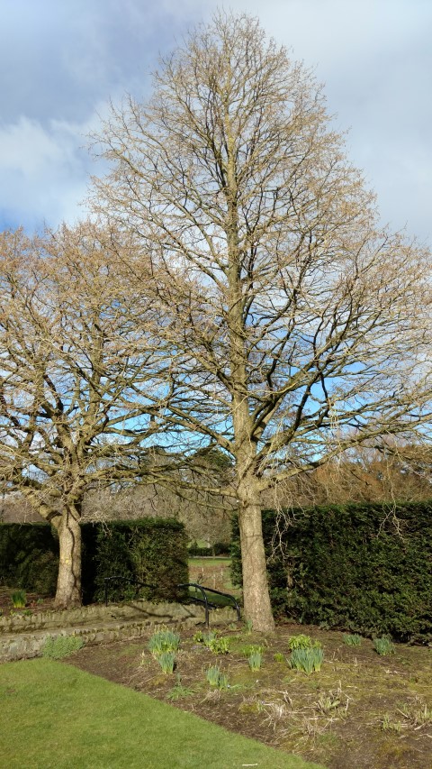 Corylus colurna plantplacesimage20160305_131945.jpg