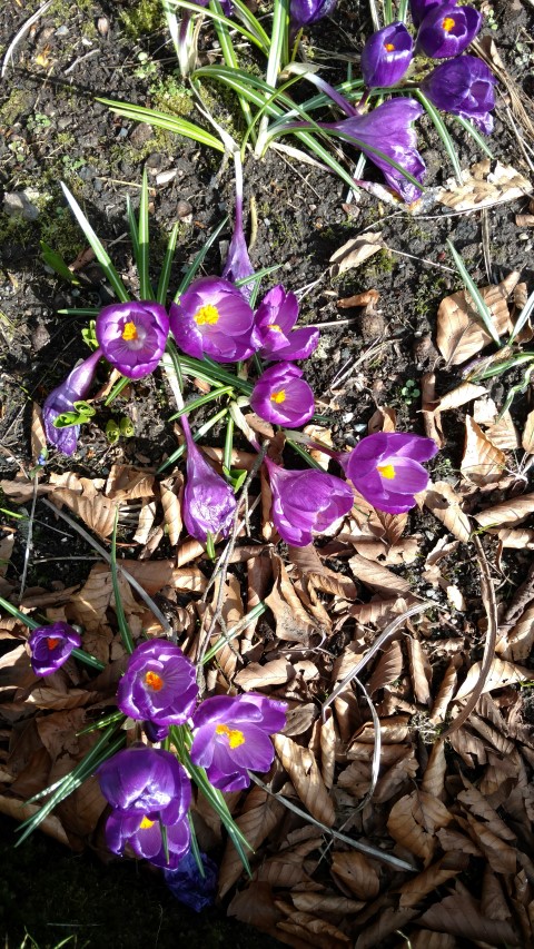 Crocus vernus plantplacesimage20160305_132139.jpg