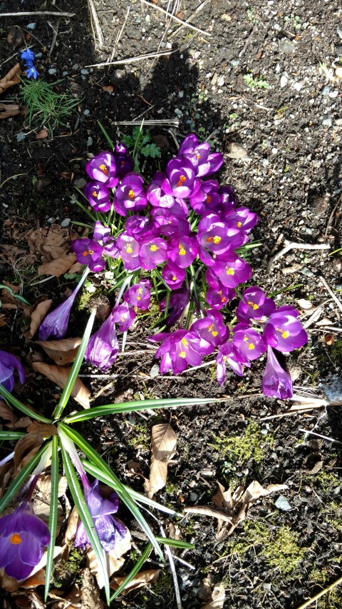 Crocus vernus plantplacesimage20160305_132148.jpg