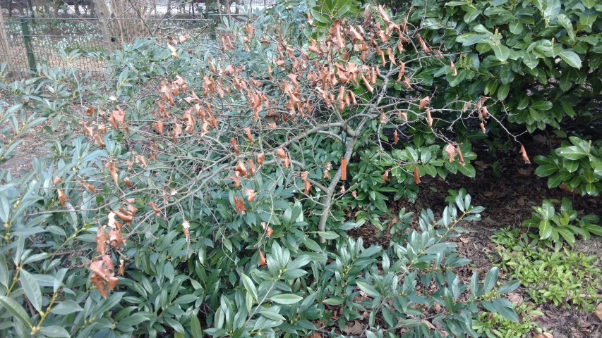 Quercus georgiana plantplacesimage20160312_131110.jpg