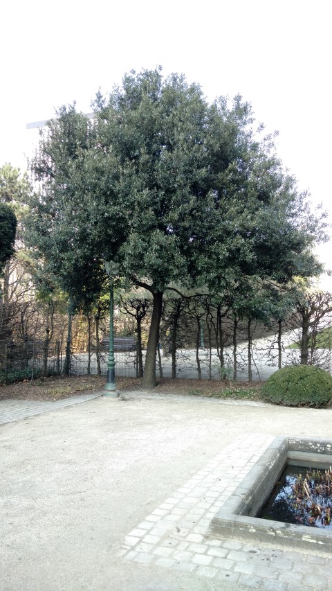 Quercus Ilex plantplacesimage20160312_131457.jpg