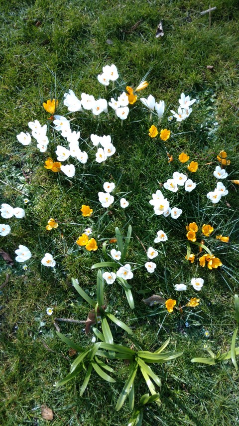 Crocus vernus plantplacesimage20160312_132044.jpg