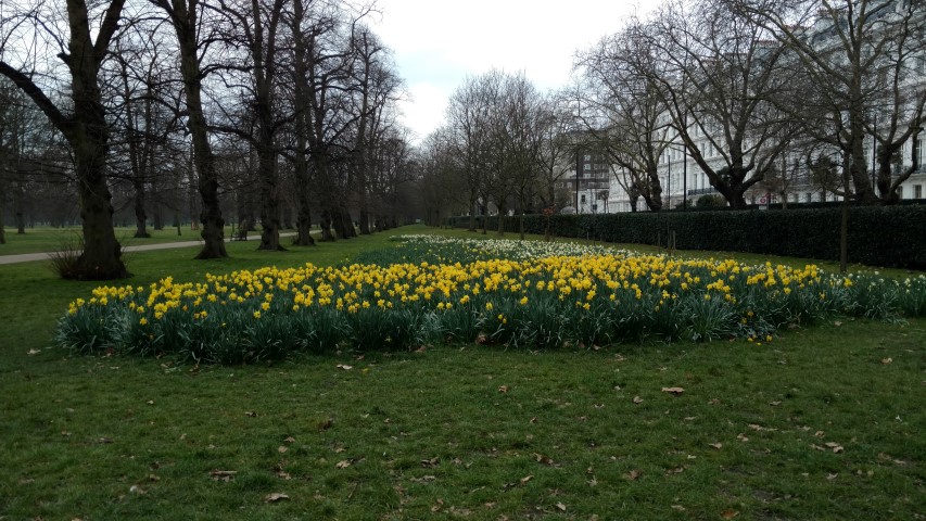 Narcissus spp plantplacesimage20160316_102316.jpg