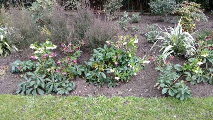 Helleborus orientalis plantplacesimage20160316_103017.jpg