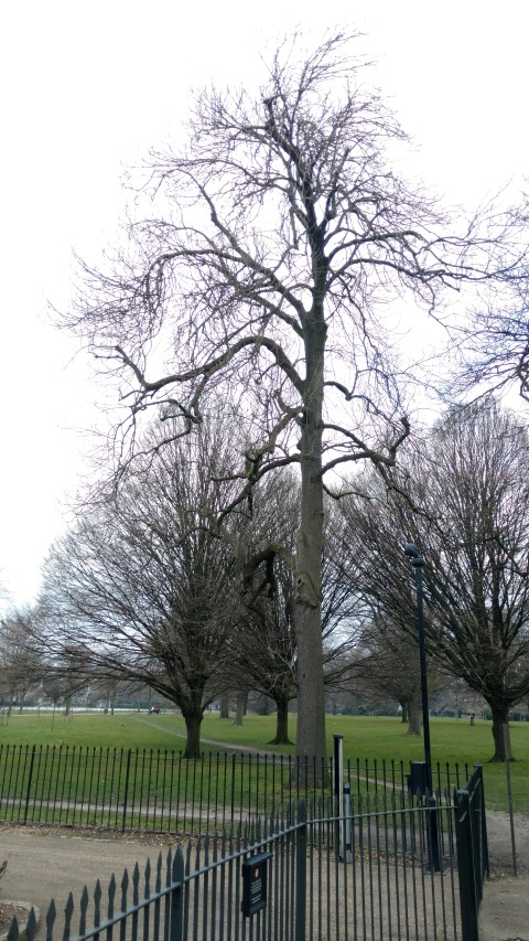 Fraxinus excelsior plantplacesimage20160316_104309.jpg