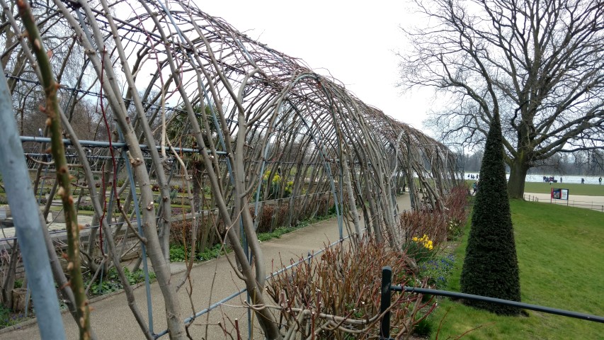 Tilia platyphyllos plantplacesimage20160316_104754.jpg