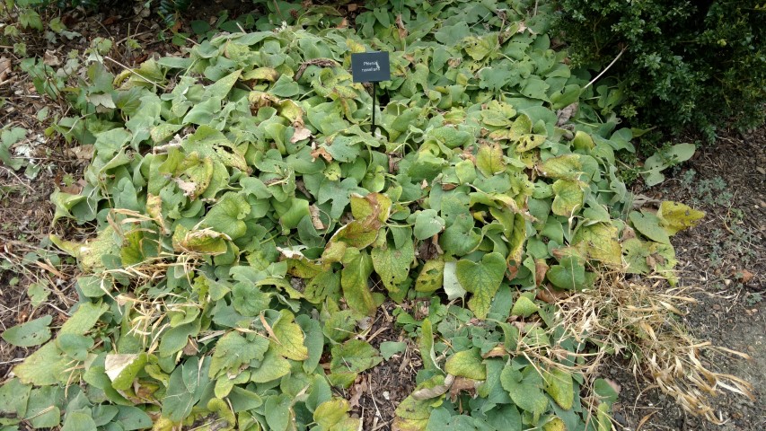 Phlomis russeliana plantplacesimage20160316_105311.jpg