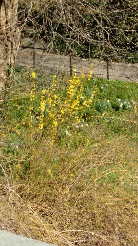 Forsythia x intermedia plantplacesimage20160410_162405.jpg