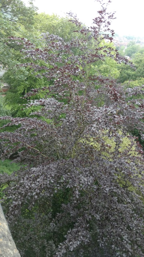Fagus sylvatica purpurea plantplacesimage20160604_103716.jpg
