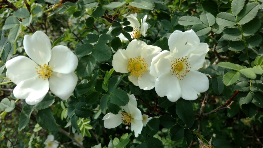 Rosa pimpinellifolia plantplacesimage20160605_140256.jpg