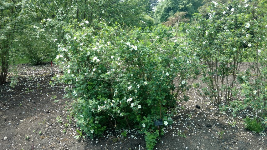 Rosa pimpinellifolia plantplacesimage20160605_140321.jpg