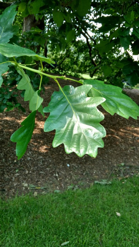 Quercus petraea plantplacesimage20160605_140432.jpg