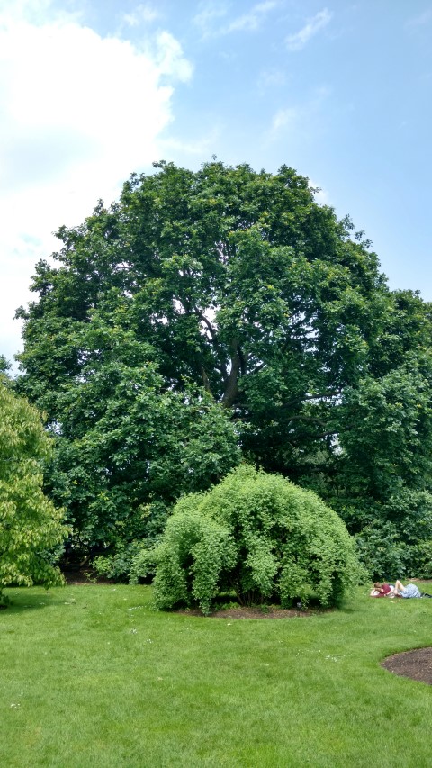 Quercus petraea plantplacesimage20160605_140446.jpg
