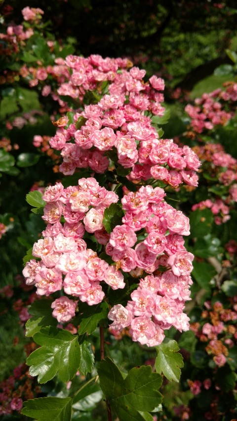 Crataegus laevigata plantplacesimage20160605_140609.jpg