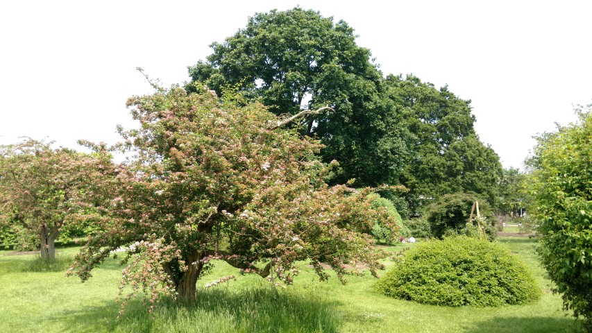 Crataegus laevigata plantplacesimage20160605_140631.jpg