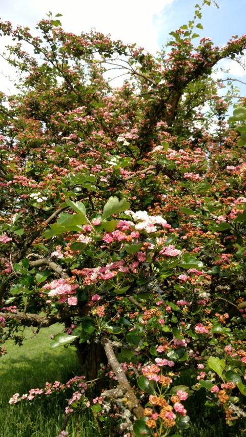 Crataegus laevigata plantplacesimage20160605_140649.jpg