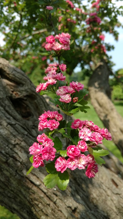 Crataegus laevigata plantplacesimage20160605_140747.jpg