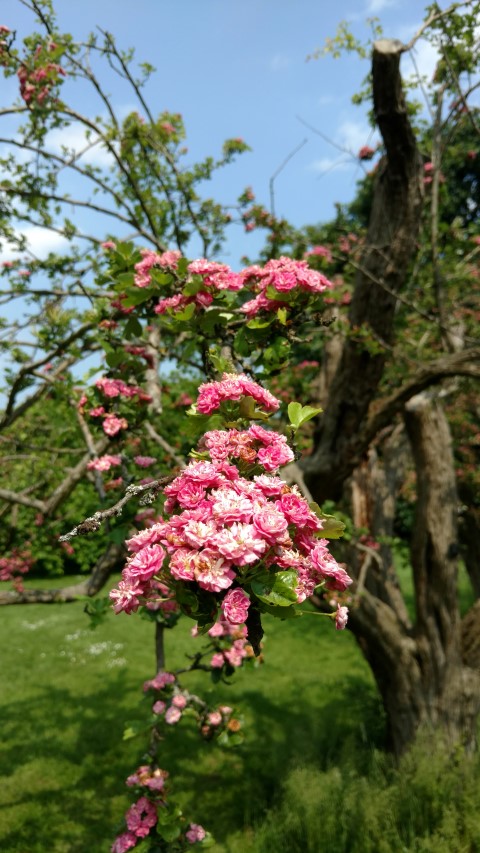 Crataegus laevigata plantplacesimage20160605_140800.jpg